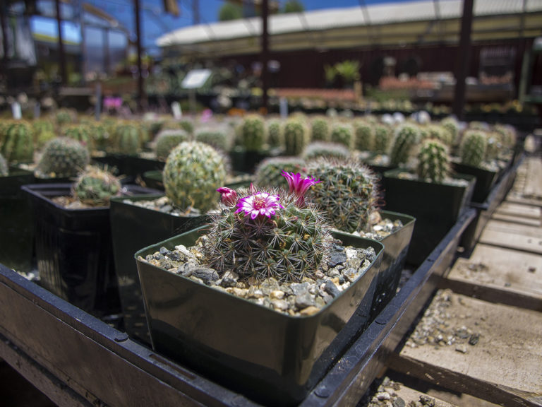 Petits cactus dont certains fleuris au Cactus Mart de Morongo Valley