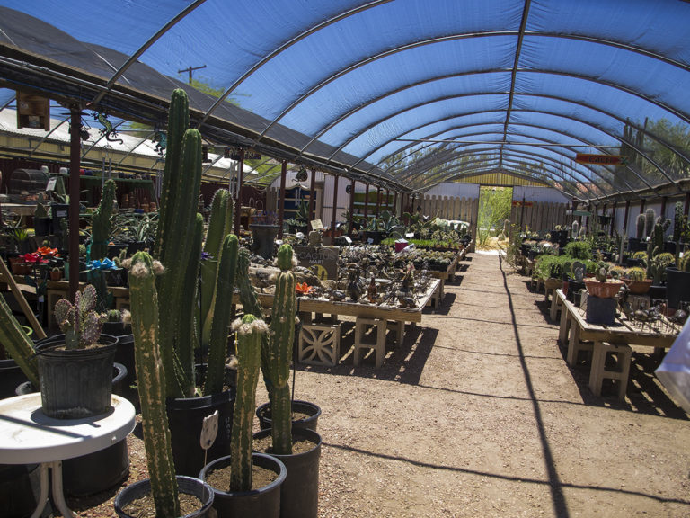 Sous une serre ou se trouve des centaines de cactus