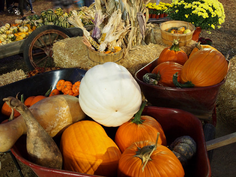 brouettes et étals de citrouilles et courges au pumpkin patch live oak canyon