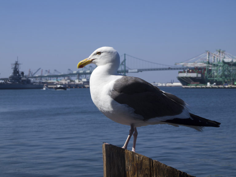 un goeland sur la rembarde du Fish Market de San Pedro