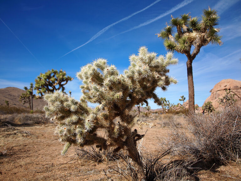 Paysage de Joshua Tree National Park