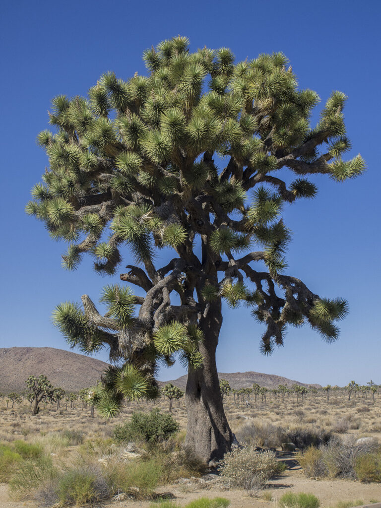 Joshua Tree